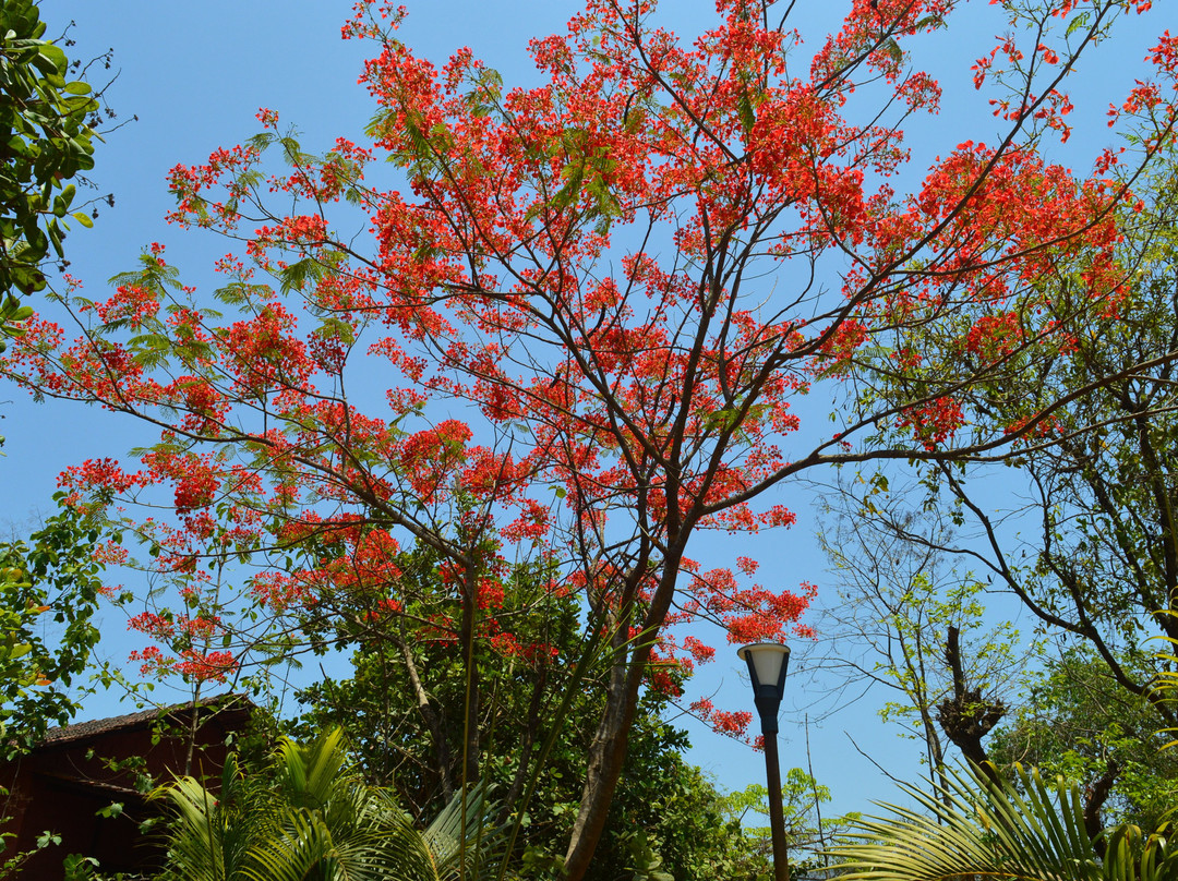 Sylvan Greens Resort主图