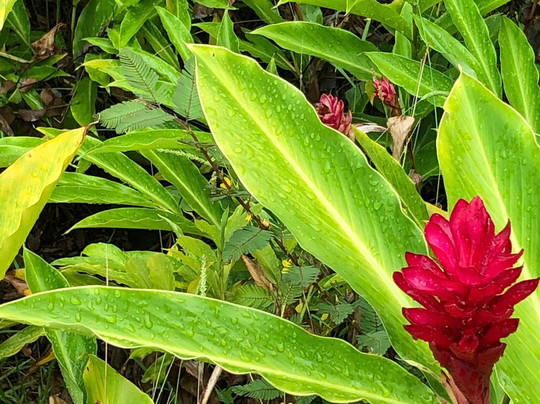 Botanical World Adventures-凯鲁瓦-柯纳必去景点