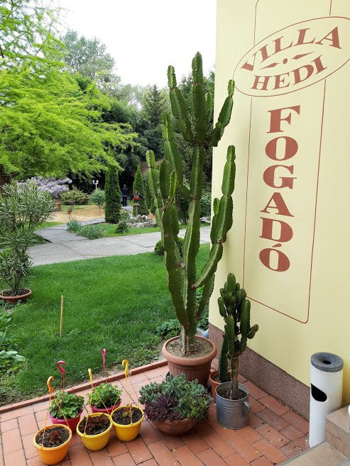 Villa Hedi Panzio主图