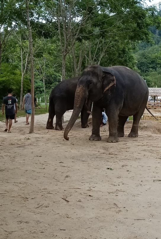 Phuket Elephant Park景点图片