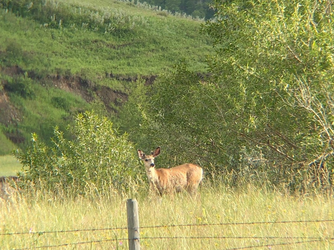 Waterton River Suites主图