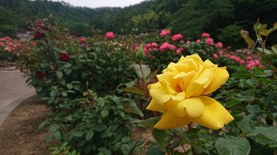 Higashizawa Rose Park景点图片