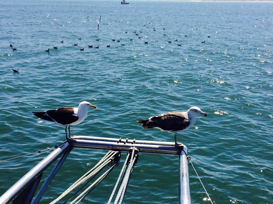 Supreme Sharks-Kleinbaai必去景点