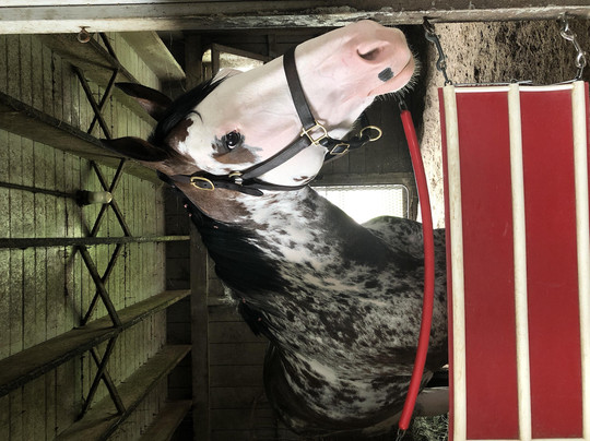 Rarest Thoroughbreds in the World Tour-列克星敦必去景点