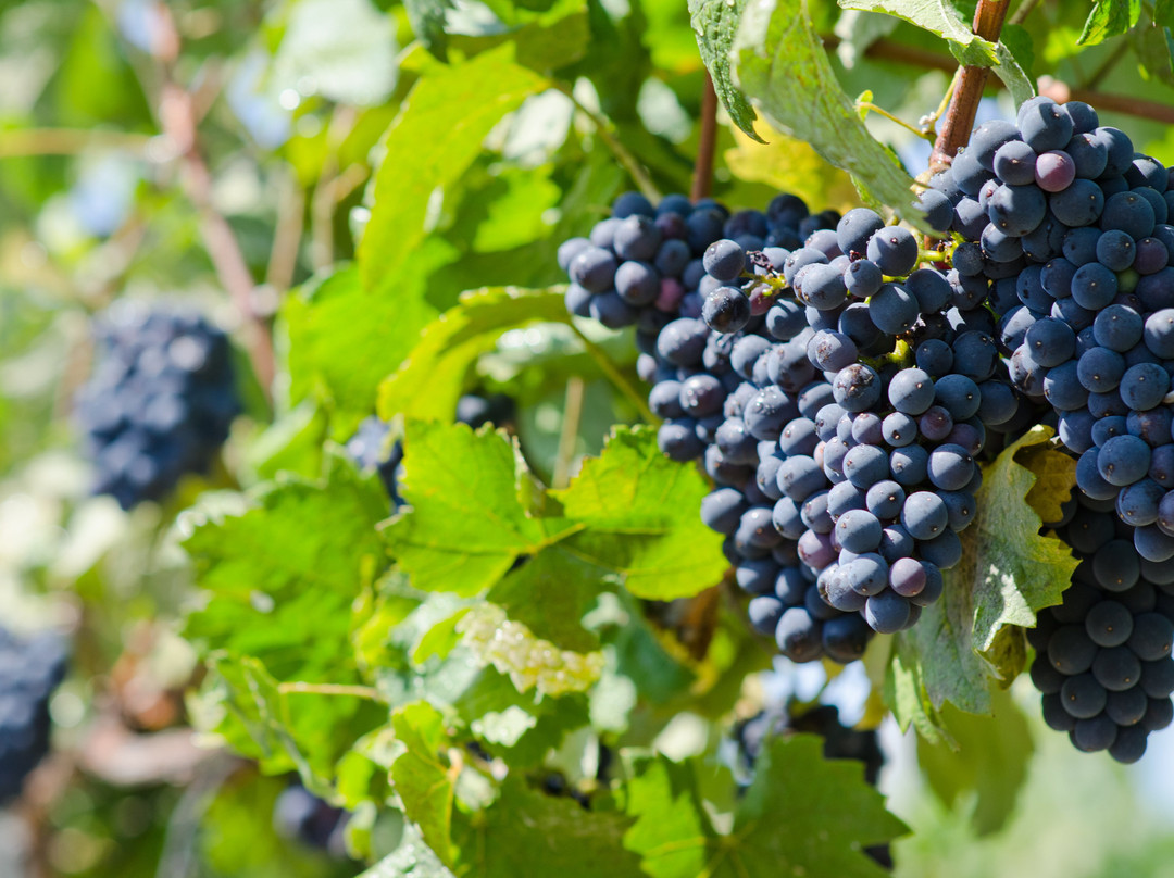 Perovsky Winery-塞瓦斯托波尔必去景点
