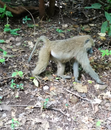 ZAFRICA TOURS AND SAFARIS-石头城必去景点