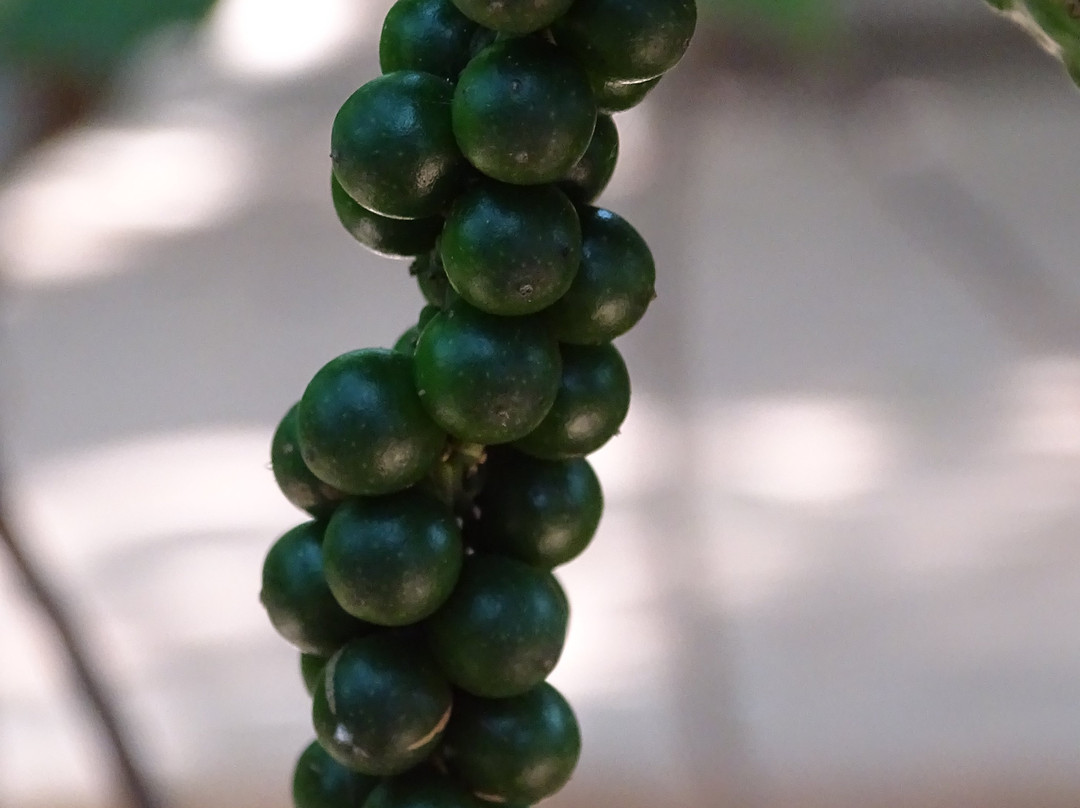 Paramount Spice Garden-Matale必去景点