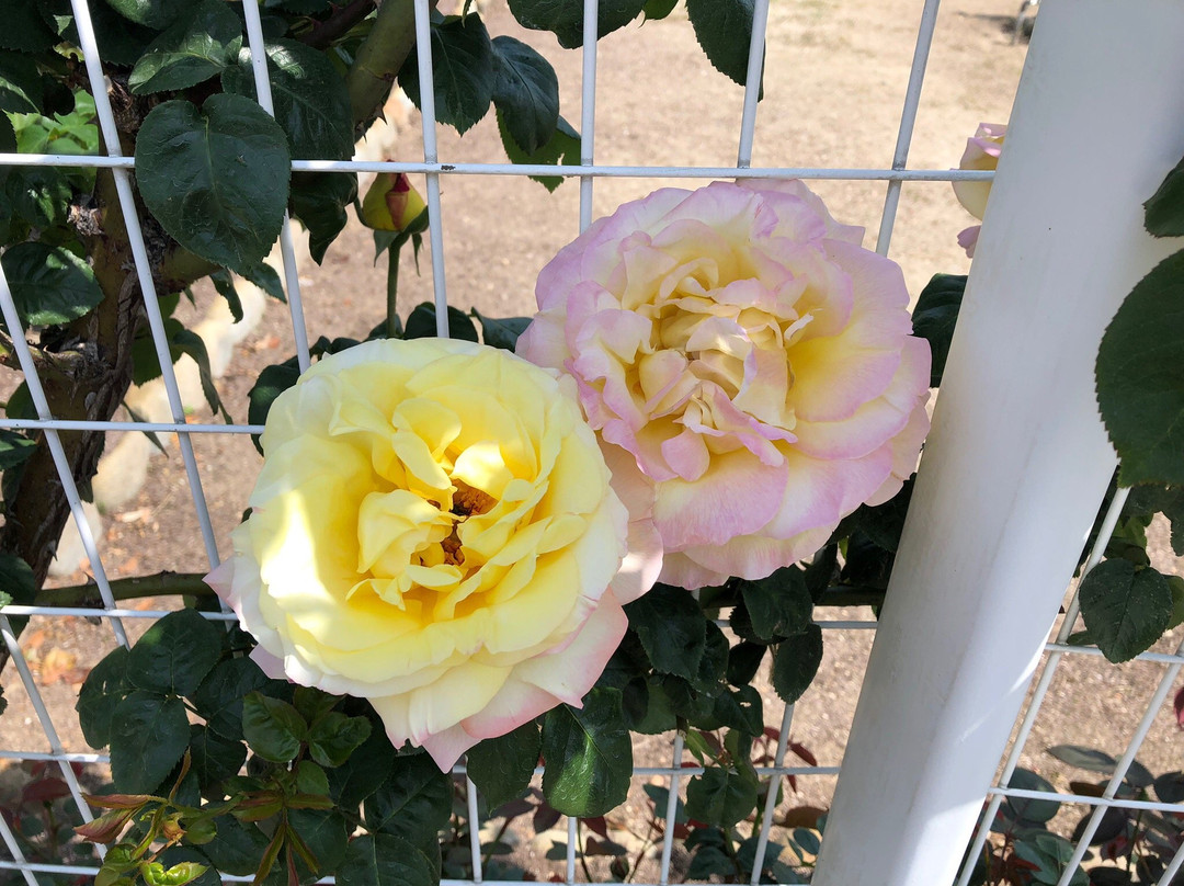 Oji Rose Garden景点图片
