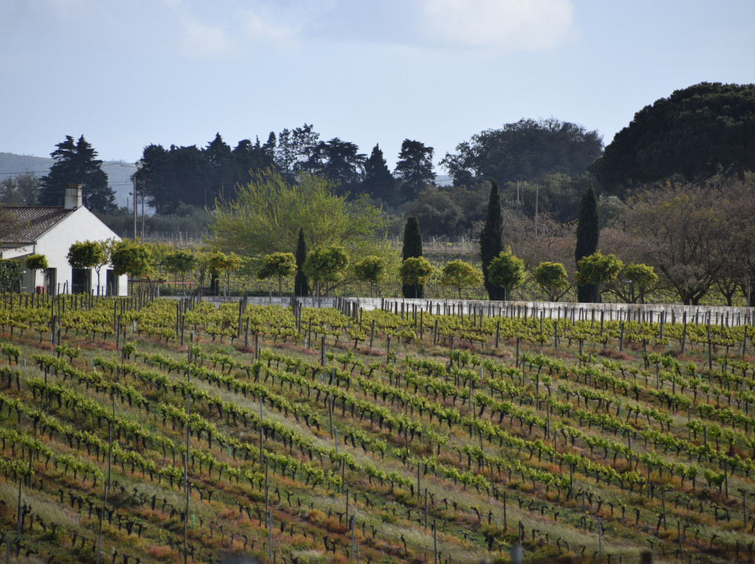 Quinta De Catralvos主图