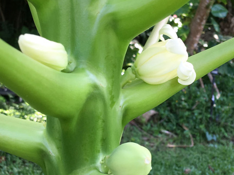 Hale Akua Garden Farm-海库必去景点