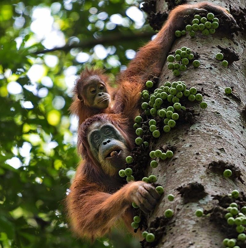 Safari orang utan tour pacage ketambe