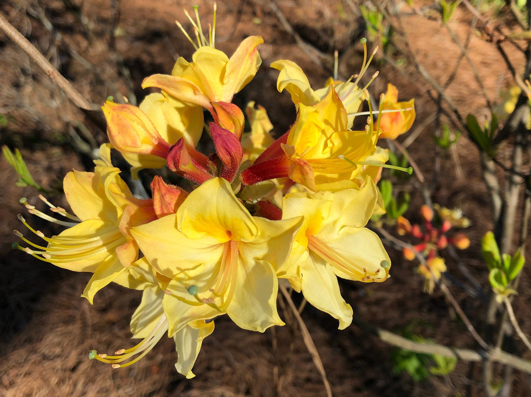 Davis Arboretum-奥本必去景点