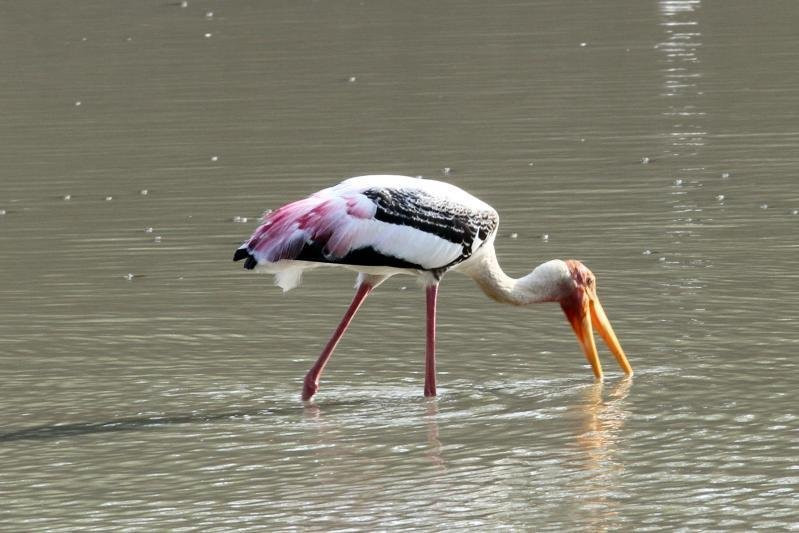 Thisaru Safari-蒂瑟默哈拉默必去景点