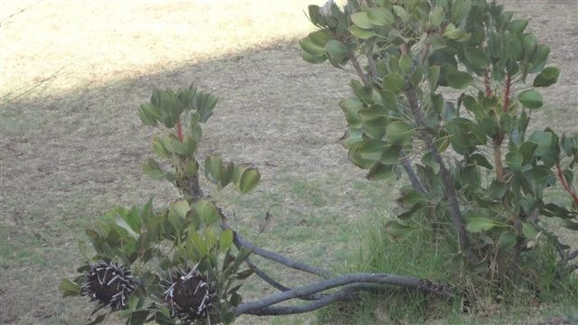 Piekenierskloof Mountain Resort by Dream Resorts主图