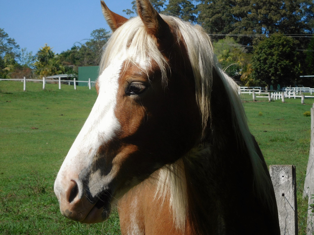 Valery Trails & Horse Riding Centre景点图片