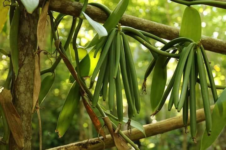 Tamarind Beach Hotel主图