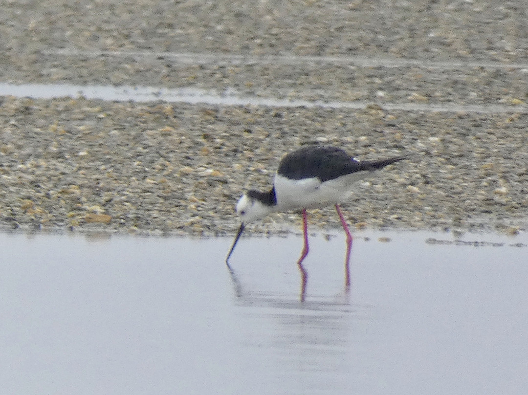 Okarito Lagoon景点图片