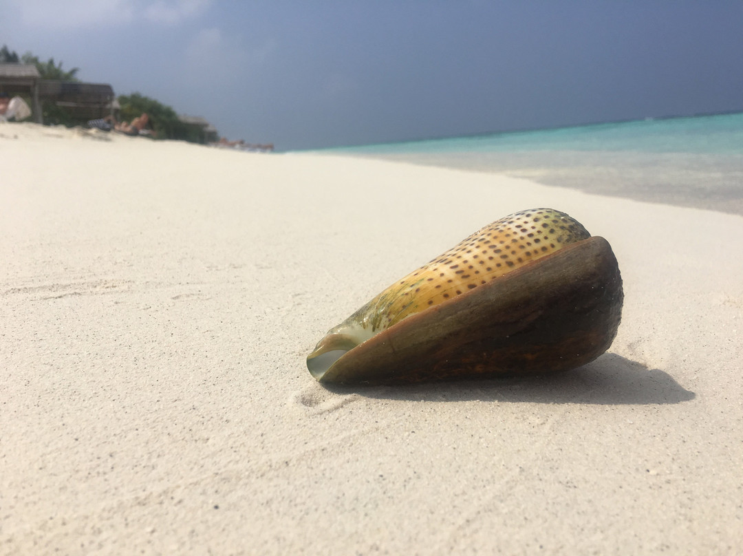 Thinadhoo Island旅游攻略图片