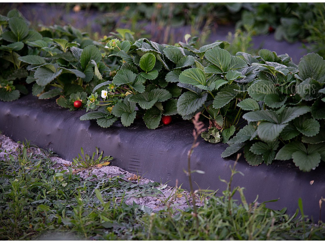 Mick Farms-圣克劳德必去景点