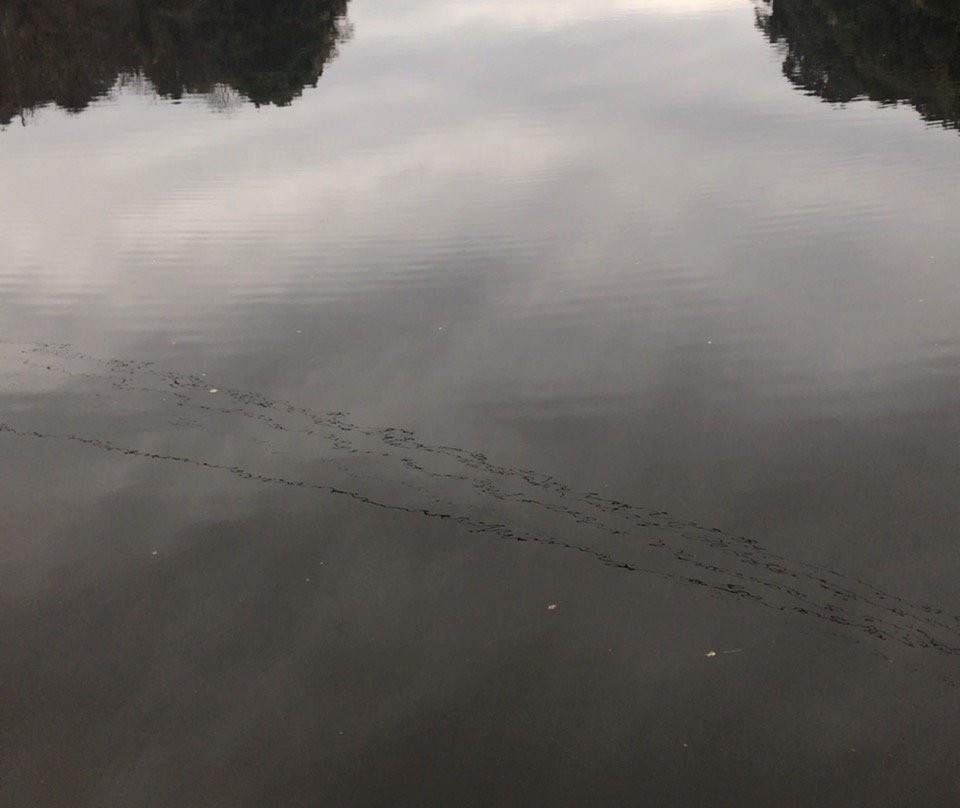 Toyofusa Lake-君津市必去景点