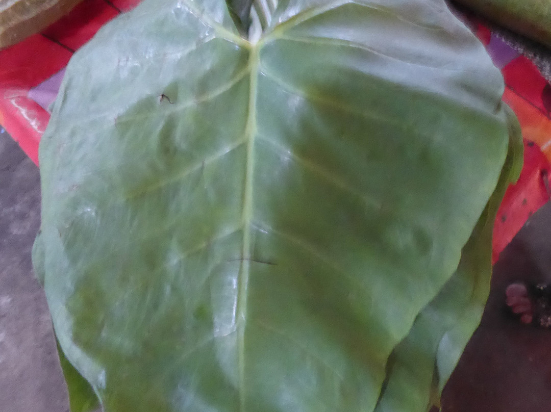 Centrale Markt-帕拉马里博必去景点