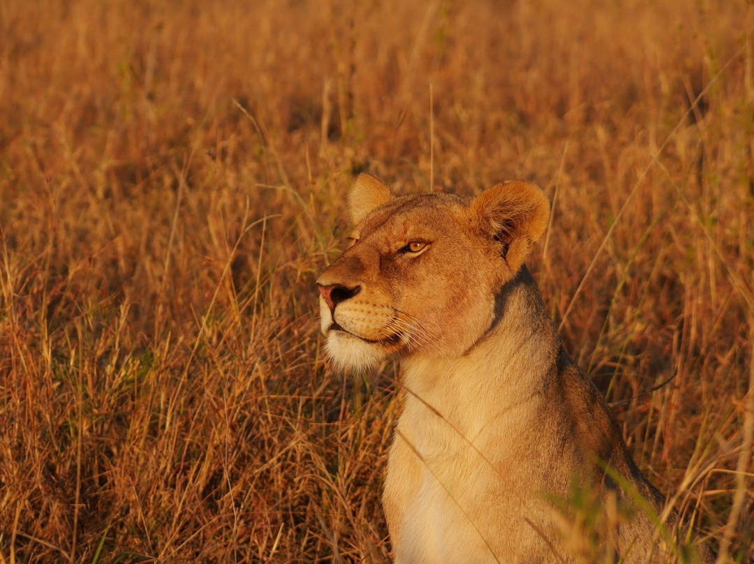 Golden Dream Safaris-阿鲁沙必去景点