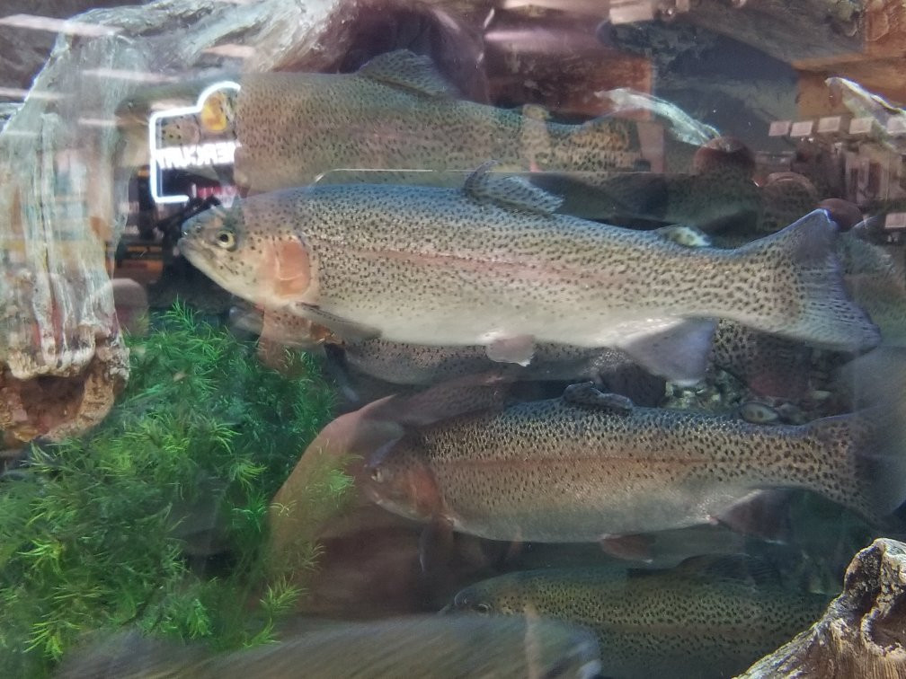 Cabela's景点图片
