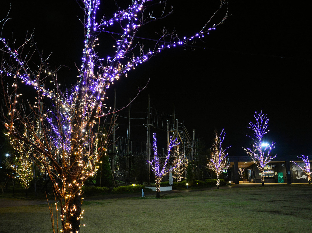 Wonder Forest Curio-常滑市必去景点