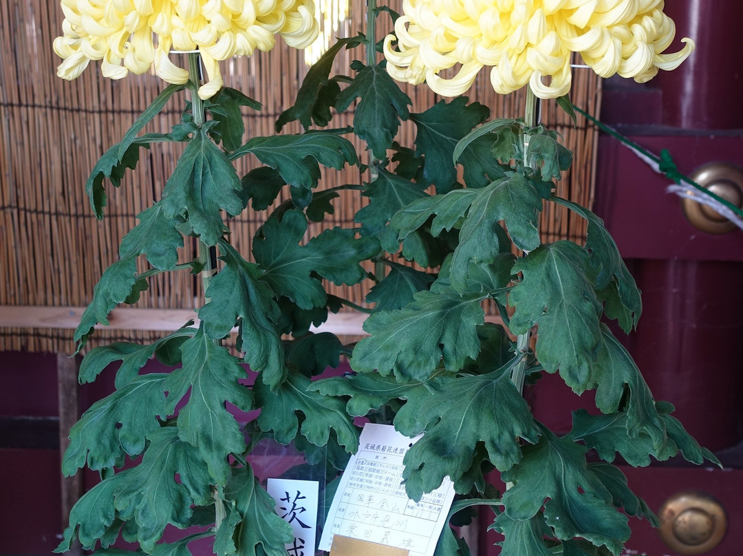 Kasama Chrysanthemum Festival-笠间市必去景点