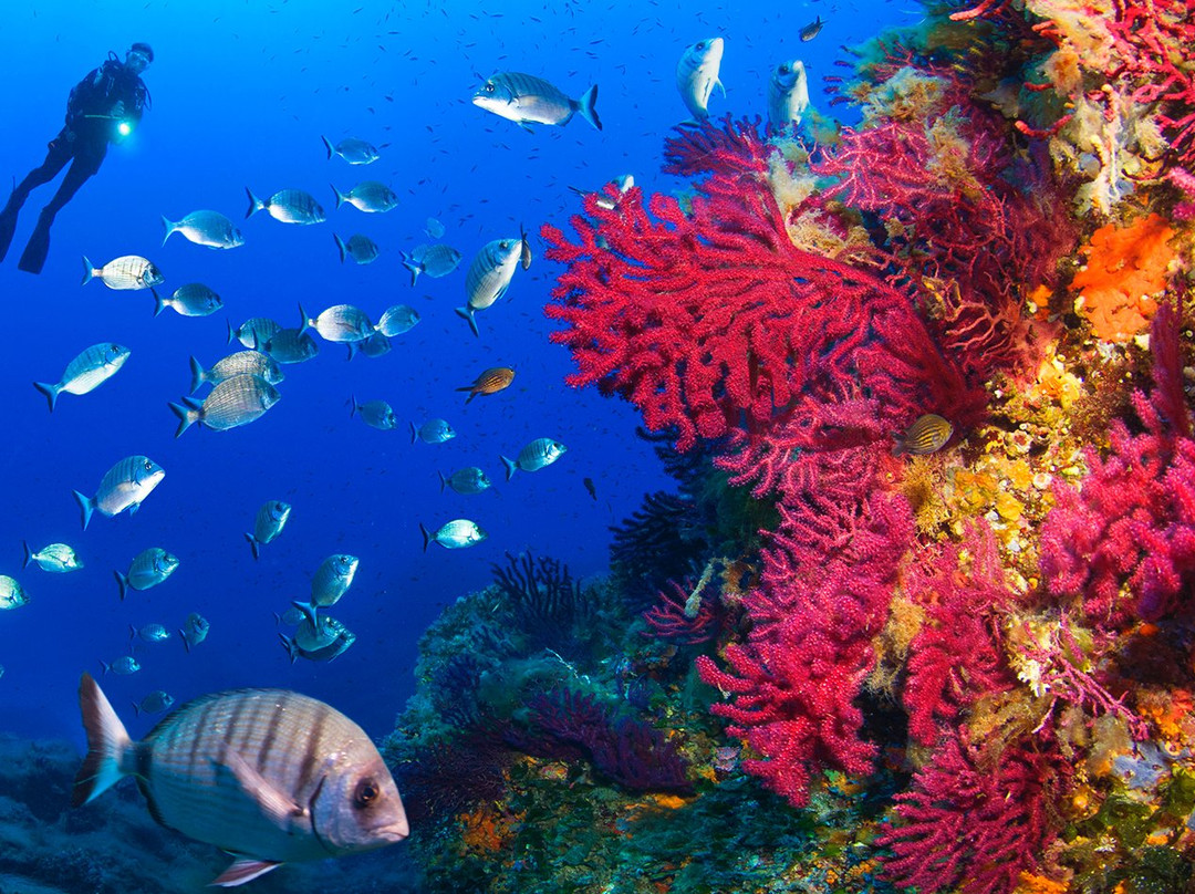 Blu Infinito Diving Center-San Teodoro必去景点