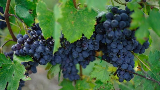 Piombaia wine cellar-蒙塔尔奇诺必去景点