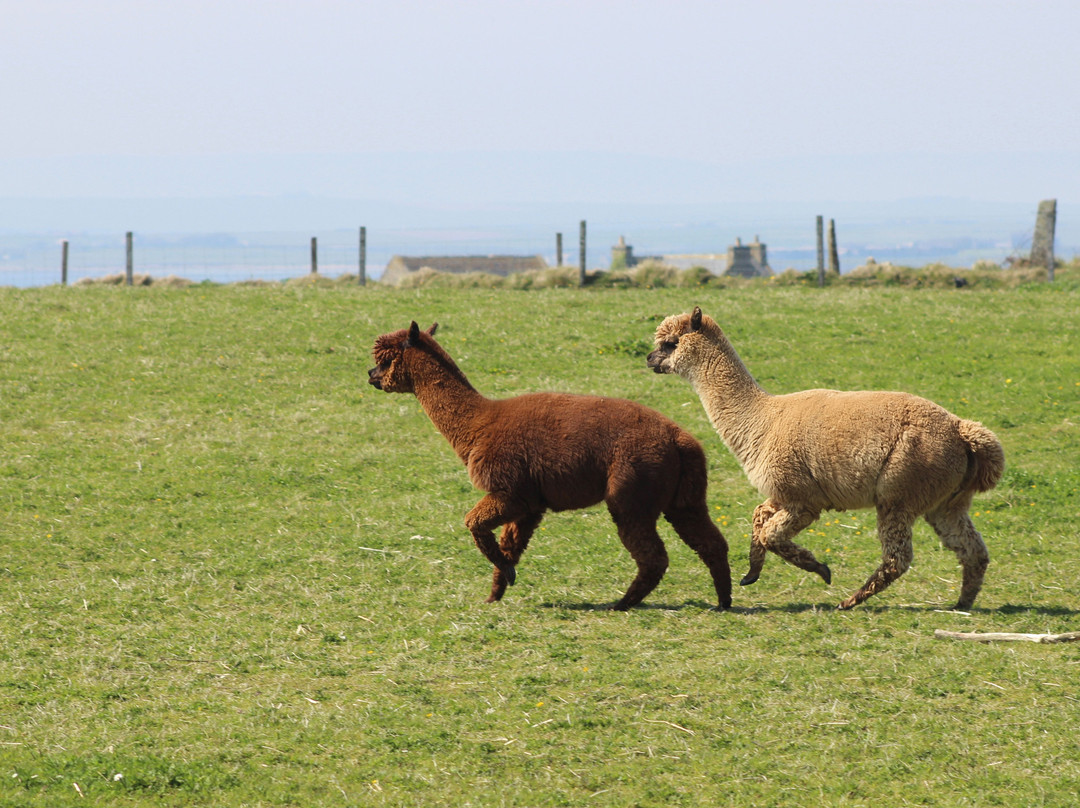 Skate Rumple Orkney Alpacas-Deerness必去景点