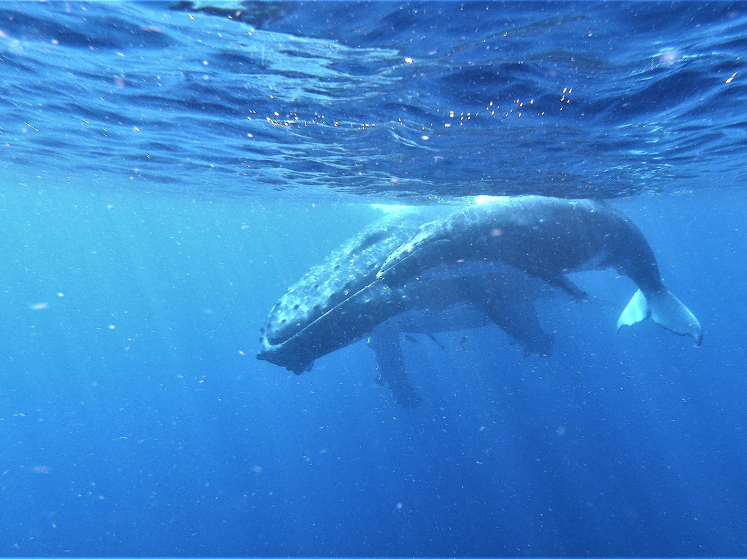 Tongan Expeditions Dive & Whale Watching景点图片