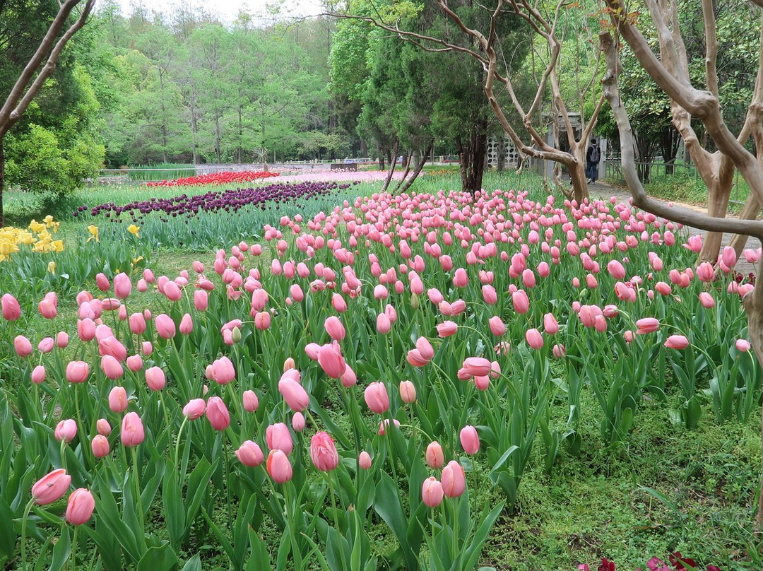 中山植物园景点图片