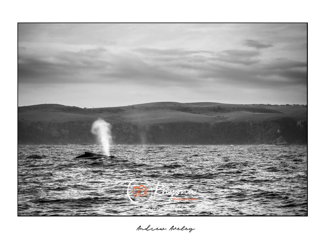 Knysna Photo Tours-克尼斯纳必去景点