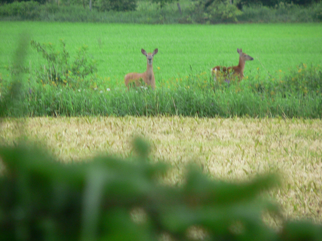 Gite chez Gilles Levesque主图