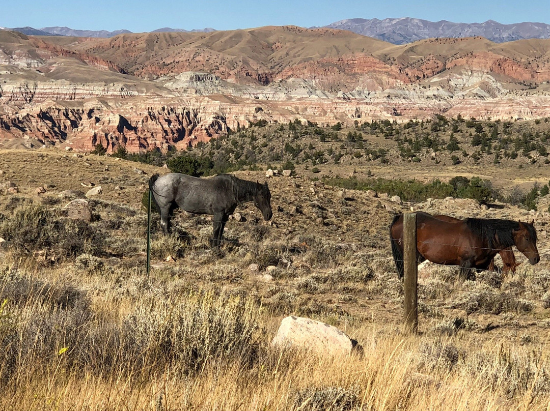 National Bighorn Sheep Center景点图片