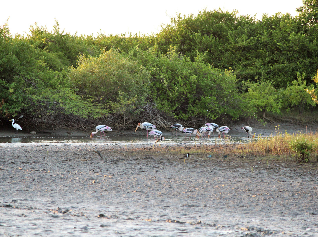 Point Calimere Wildlife and Bird Sanctuary景点图片