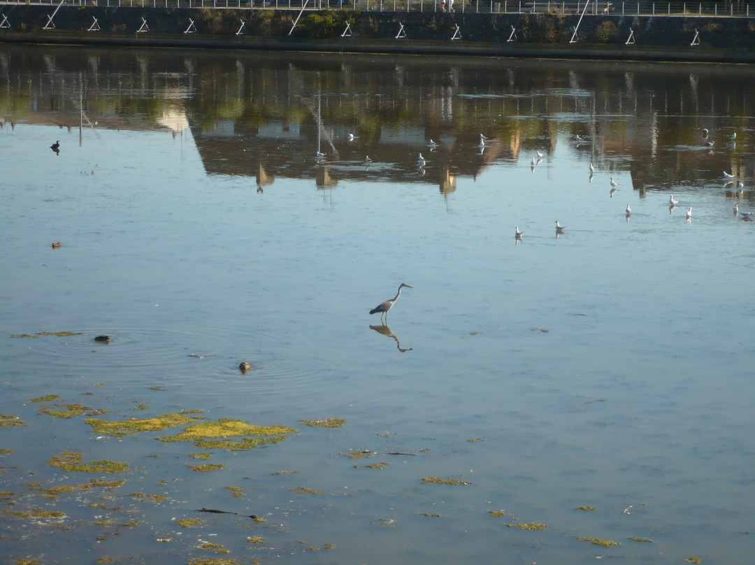 Les Berges de la Liane景点图片
