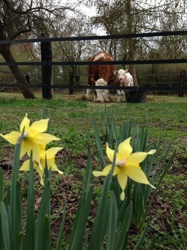 Zum alten Ponyhof主图