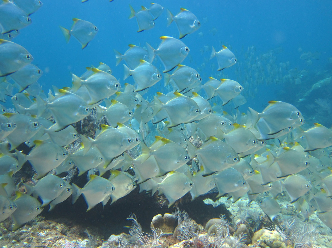 Mama Dive Amed-艾湄湾必去景点