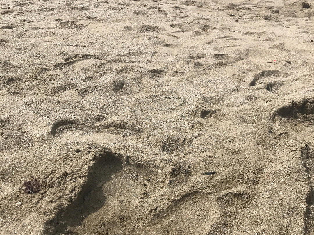 Playa de Levante-Almerimar必去景点