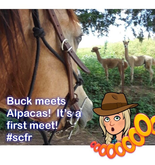 Pot A Gold Western Adventures-布兰森必去景点