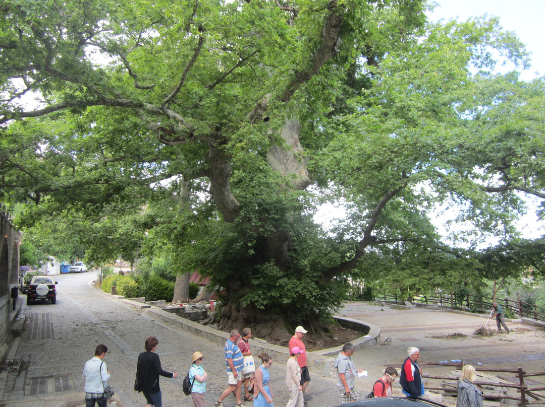 Mesa Potamoi旅游景点-Platanus Tree