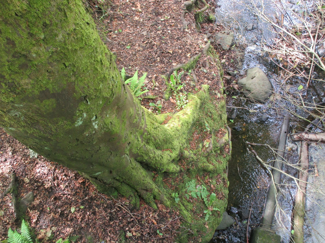 Bashfordsland Wood and Oakfield Glen景点图片