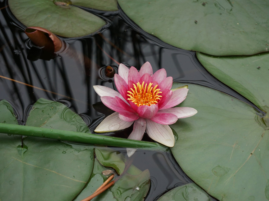 隋唐城植物园-洛阳市必去景点