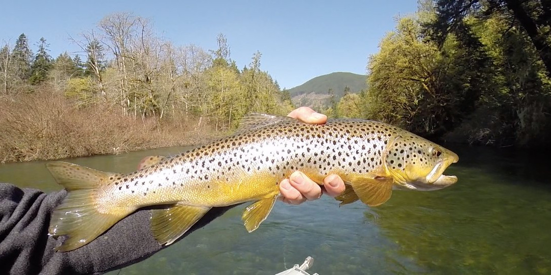 ​Steelhead Fishing Vancouver Island-桑列根湖必去景点