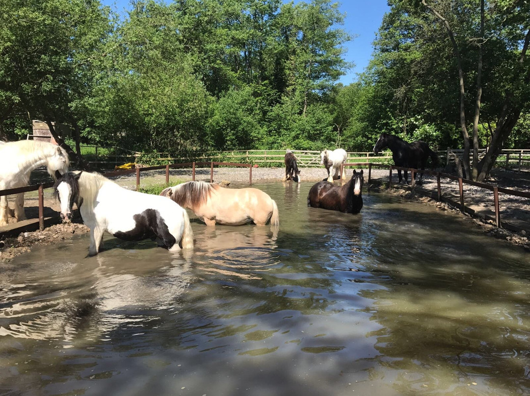 Horse Haven Uk景点图片