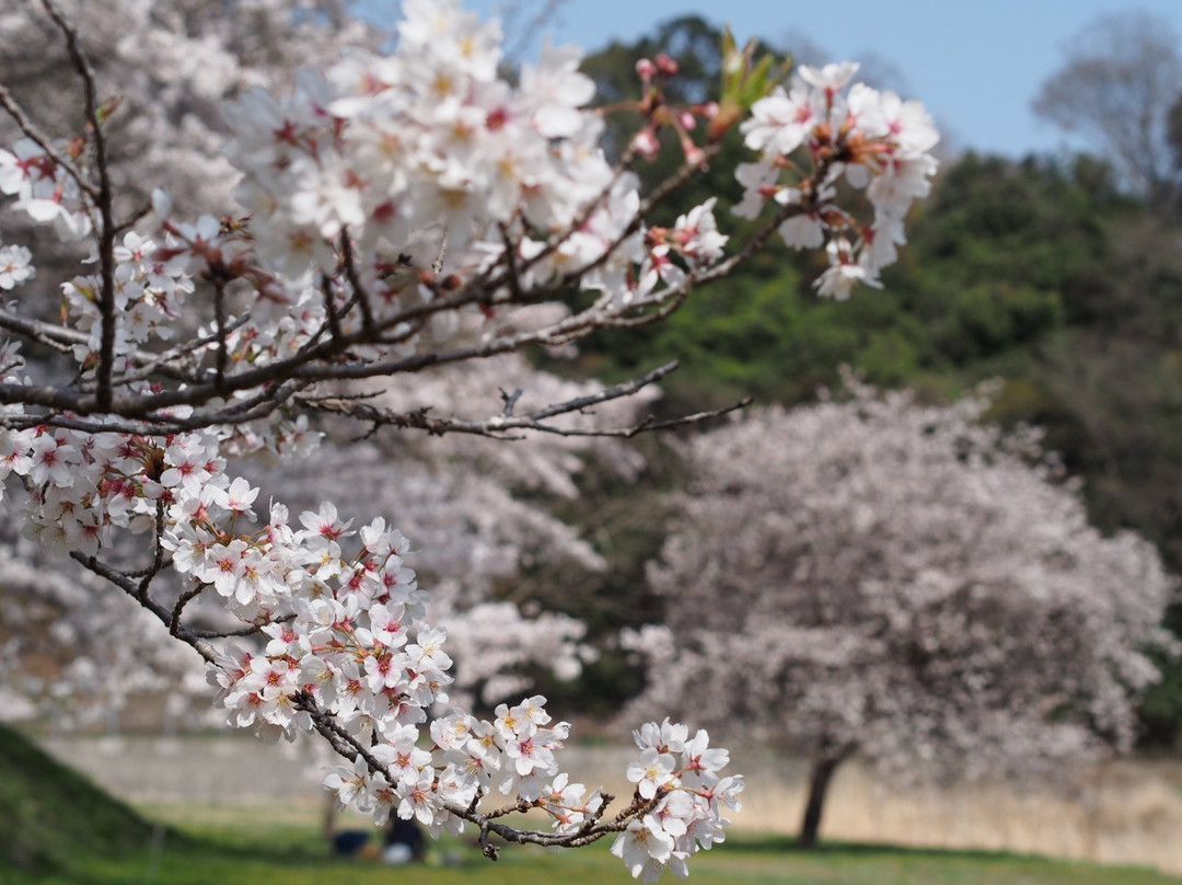 Kosho no Sakura景点图片