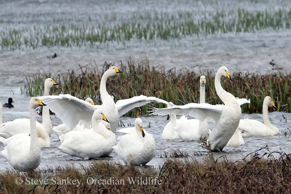 Orcadian Wildlife景点图片